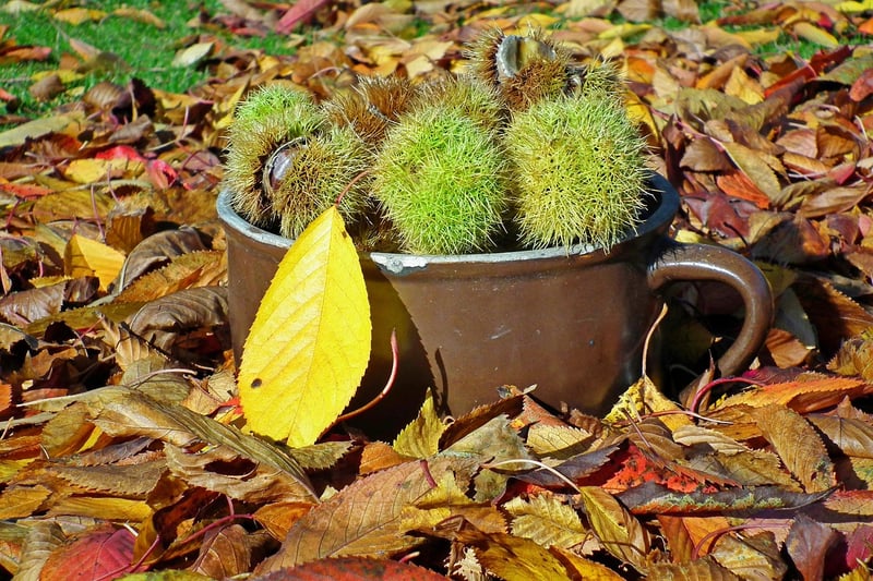 Fruit Trees in Pots
