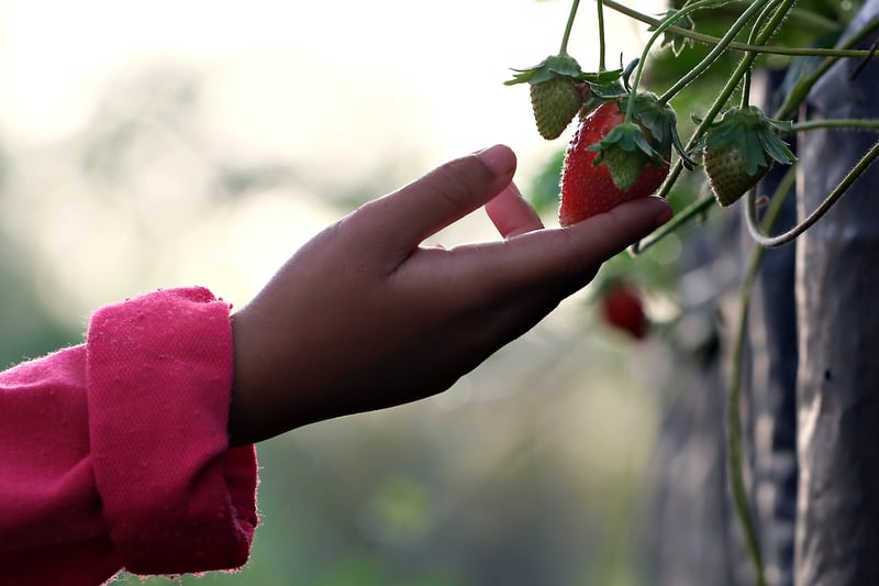 Fruit Trees in Pots