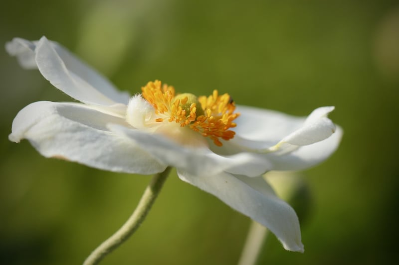 Garden Tour